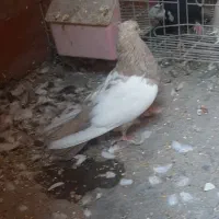 کبوتر ماده سینه ای|پرنده|اهواز, ۳۰ متری|دیوار