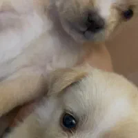 سگ و پت خانگی|سگ|اصفهان, سعادت‌آباد|دیوار