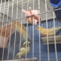 ماده قناری اماده|پرنده|تاکستان, |دیوار