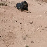 معاوضه ژرمن بلکدو رنگ توله ماده