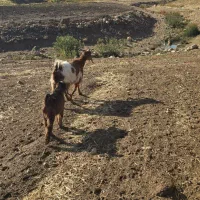 بز و بزغاله|حیوانات مزرعه|ایوان, |دیوار