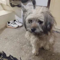 سگ کوچولو مهربان وبازیگوش|سگ|آفتاب, |دیوار