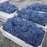 انگور شانی سر دشت|عمده‌فروشی|ارطه, |دیوار