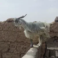 کره نر محلی