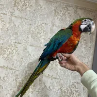 جوجه طوطی ارا هارلی کویین ماکائو کاکادو کاسکو|پرنده|تهران, منیریه|دیوار