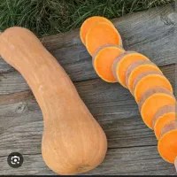 کدو حلوایی|خوردنی و آشامیدنی|فریمان, |دیوار