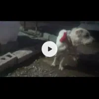 واگذاری سگ پژدر اراکی|سگ|نرماشیر, |دیوار