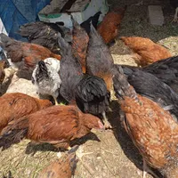 جوجه مرغ و خروس فروشی|کلکسیون و سرگرمی|سمنان, |دیوار