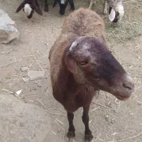 میش و بره