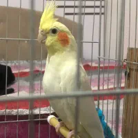 جفت عروس لوتینو