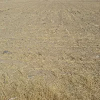 زمین کشاورزی مناسب برای ایجاد باغ|فروش دفتر صنعتی، کشاورزی، تجاری|قره پشتلو, |دیوار