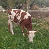 گاو