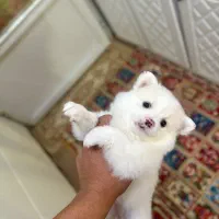 پامر روباهی ۲ماهه فقط ۳۹۰۰