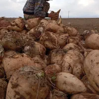 سلام چقندر فروشی تحویل درب دامداری11500