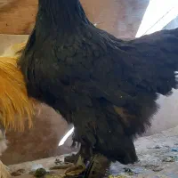 مرغ وخروس برهما|حیوانات مزرعه|قم, چهار مردان|دیوار