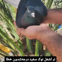 پرنده کبوتر انواع دم سفیدعطیقه اشعل،کوهی دمسفید