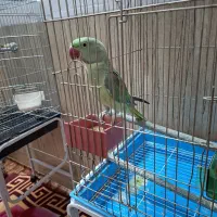 شاه طوطی دارم یک