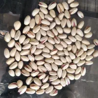 پسته|خوردنی و آشامیدنی|شیراز, آزادی|دیوار