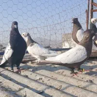 ۱۰ کبوتر بهبهونی سینه ،طوقی،‌کله|پرنده|فسا, |دیوار