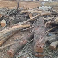 چوب خشک زغالی