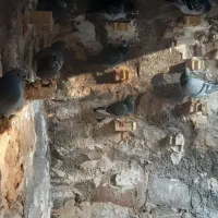 کله زرد|پرنده|مسجد سلیمان, |دیوار