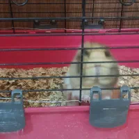 خوکچه هندی|موش و خرگوش|کرمان, |دیوار