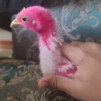 ۱ عدد جوجه سرحال ۵۰ روزه