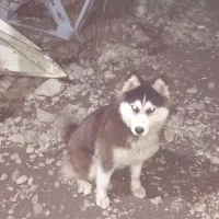 سگ هاسگی درجه یک مخصوص خانواده و ویلا و باغ