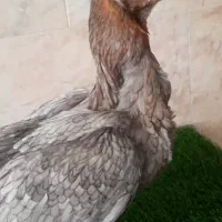 تخم مرغ لاری  نطفه دار هندی