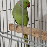 طوطی ملنگو نر ۲ساله