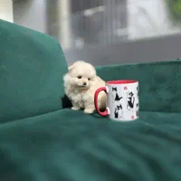 پامر سفید کرم پسر