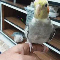 عروس هلندی نر|پرنده|پاکدشت, پاکدشت (مامازند)|دیوار