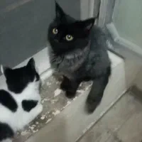 گربه پرشین *گمشده*|حیوانات|بندرعباس, |دیوار
