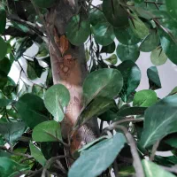 درخت تزئینی|گل مصنوعی|پلدختر, |دیوار