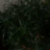 گل نخل بزرگ یک متر قد دارد