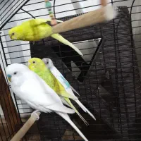 مرغ عشق بالغ