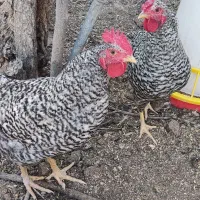 تخم مرغ نطفه دار آمروک