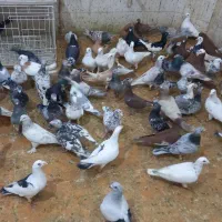 کته دورگ دونه ایی ۳۳۰ هزارتومن همه باهم