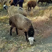 بره قوچ شال درجه یک