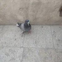 فروشی|پرنده|اصفهان, آفاران|دیوار