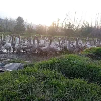 غاز|حیوانات مزرعه|نوکنده, |دیوار