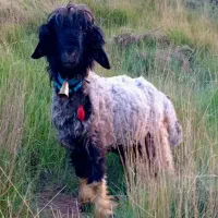 قوچ|حیوانات مزرعه|بابا حیدر, |دیوار