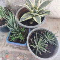 گل طبیعی خونگی|گل و گیاه طبیعی|یاسوج, |دیوار