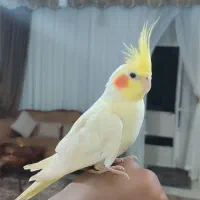 قناری کوتوله مرغ عشق کفتر عروس فنچ