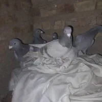 ۱۰۰ عدد کفتر  از همه رنگی  فروش فوری دونی ۱۵۰ به|پرنده|مرودشت, نقش رستم|دیوار