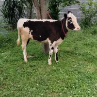 لیشه سیمینتال