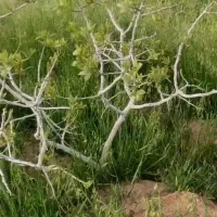 باغ