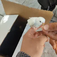 جوجه مرغ عشق