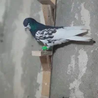 دوتا شهری زرنگ