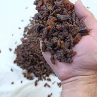 گله آفتابی کشمش